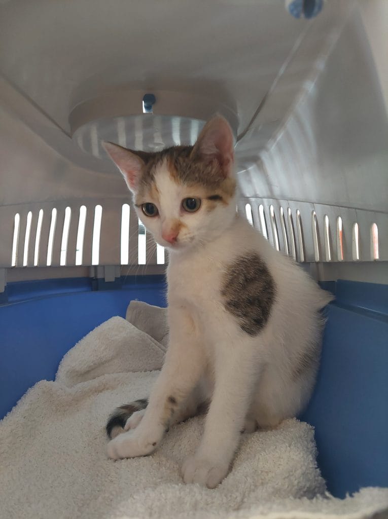 Violette, chatte du foyer de Tulle